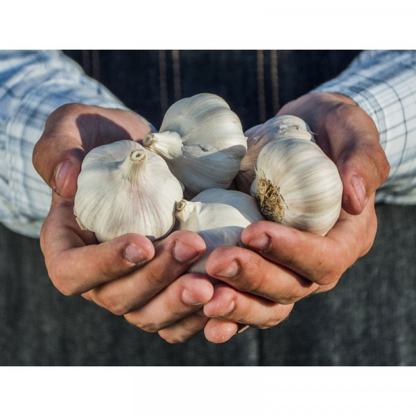 Buy Garlic 9cm Plants Our Selection Online - Green plants & flowering plants