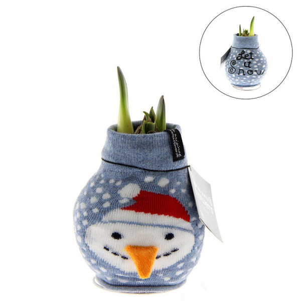 Buy Amaryllis with Jumper Snowman Online - Green plants & flowering plants Buy Amaryllis with Jumper Snowman Online - Green plants & flowering plants