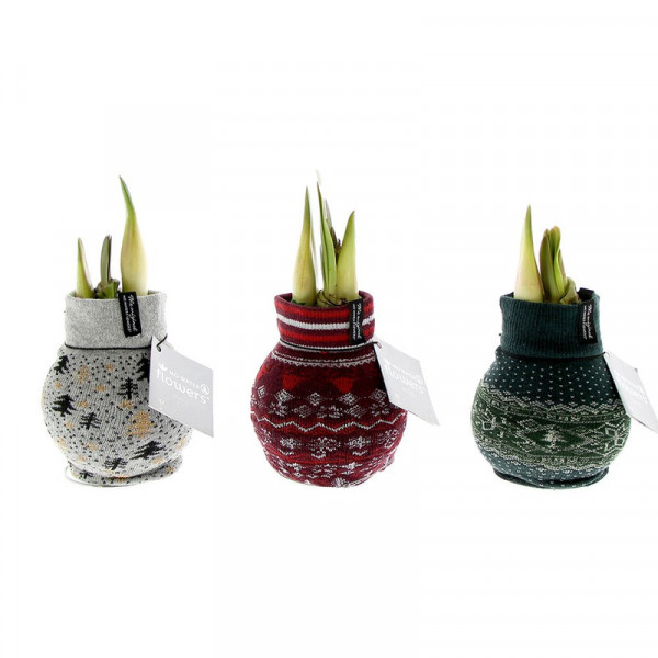 Buy Amaryllis with Jumper Fairisle Set of 3 Online - Green plants & flowering plants