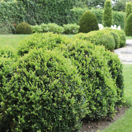 Buxus Sempervirens