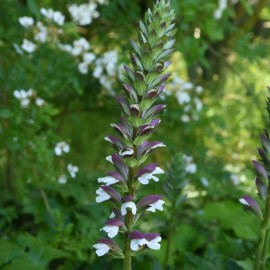 Acanthus Spinosus