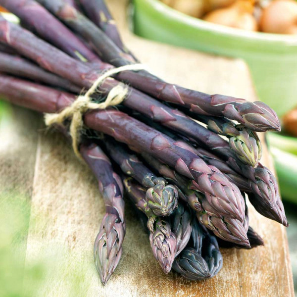 Buy Asparagus Plant Erasmus Online - Vegetable Seeds