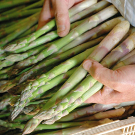 Asparagus Crowns Twin Pack