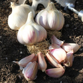 Garlic Bulbs Kingsland Wight