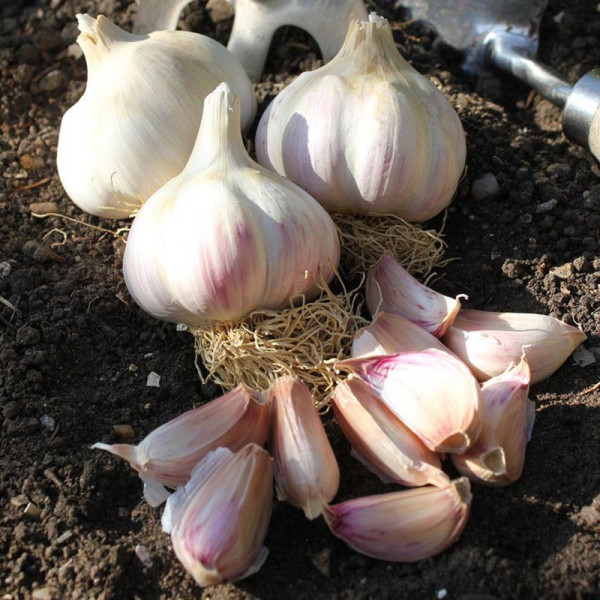 Buy Garlic Bulbs Kingsland Wight Online - Vegetable Seeds