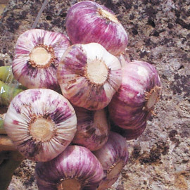 Garlic Bulbs Germidour