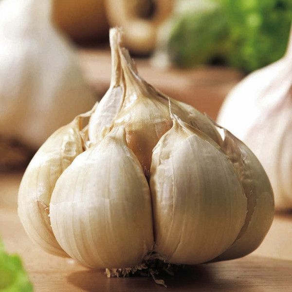 Buy Garlic Bulbs Messidrome Online - Vegetable Seeds