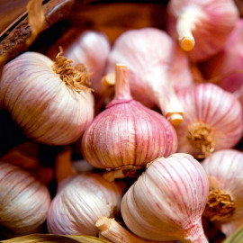 Garlic Bulbs Edenrose