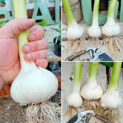 Garlic Bulbs Elephant