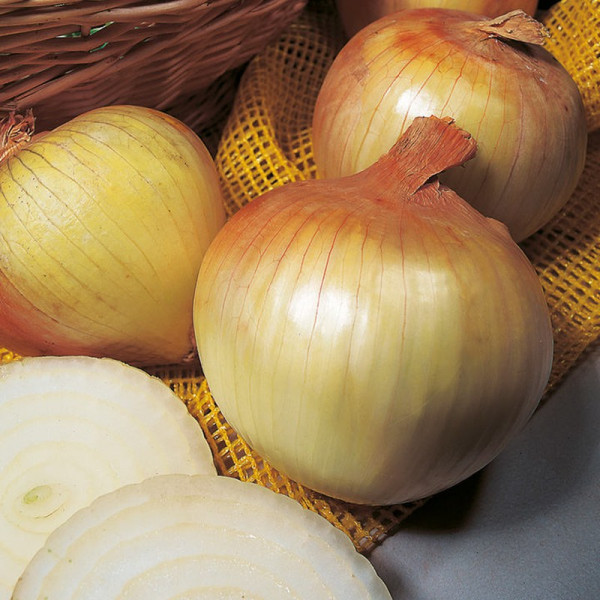Buy Onion Sets Senshyu Yellow Online - Vegetable Seeds