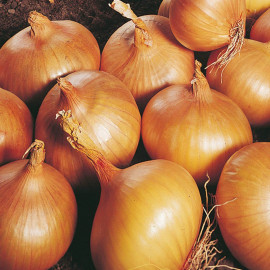 Onion Sets Autumn Champion