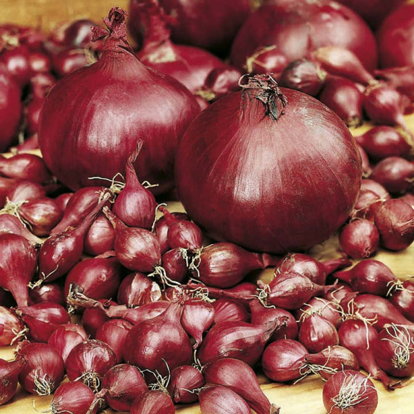 Buy Onion Sets Triple Pack Online - Vegetable Seeds