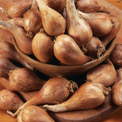 Shallot Bulbs Autumn Twin Pack