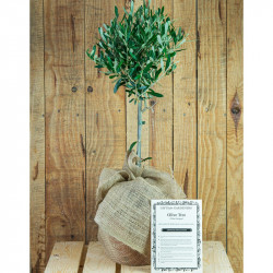 Olive Tree Gift