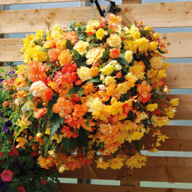 Begonia 'apricot Shades' Pre Planted Basket