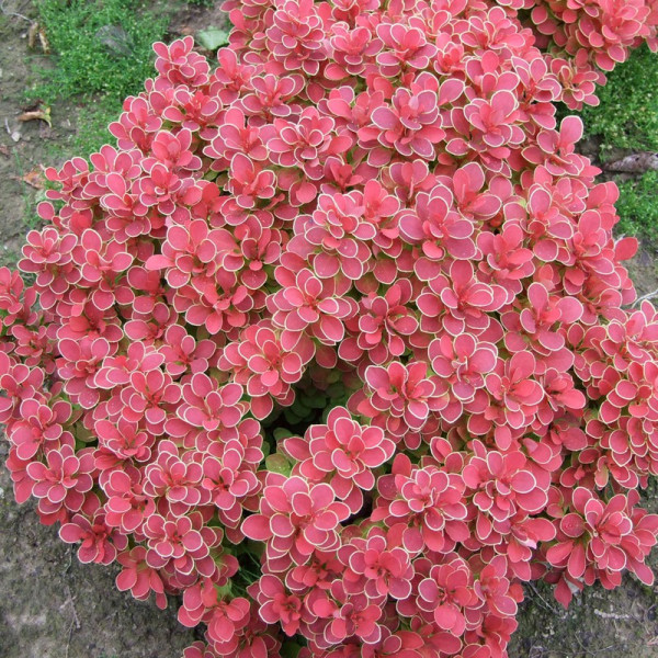Buy Berberis thunb. Ruby Star Online - Green plants & flowering plants