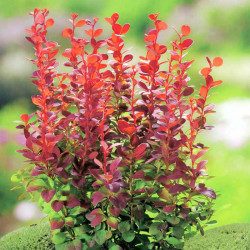 Berberis Thunb. Plant Orange Rocket