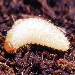 Vine Weevil Killer 12m