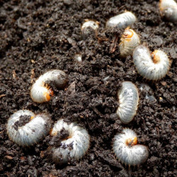 Chafer Grub Killer 100m