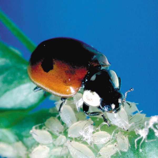 Buy Ladybirds Online - Green plants & flowering plants Buy Ladybirds Online - Green plants & flowering plants