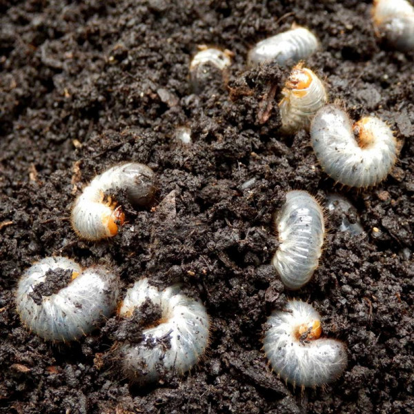 Buy Chafer Grub Killer 500m² Online - Green plants & flowering plants