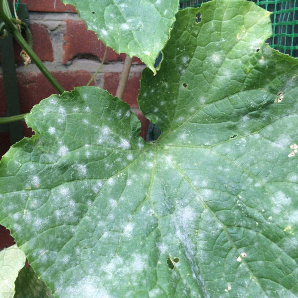 Buy Potassium Bicarbonate Online - Green plants & flowering plants Buy Potassium Bicarbonate Online - Green plants & flowering plants