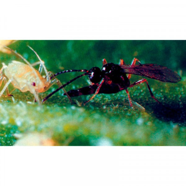 Buy Biological Control Aphids Online - Green plants & flowering plants Buy Biological Control Aphids Online - Green plants & flowering plants