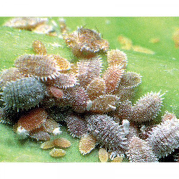 Buy Biological Control Mealybug Online - Green plants & flowering plants Buy Biological Control Mealybug Online - Green plants & flowering plants