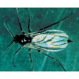 Biological Control Scariad Fly (fungus Gnats)