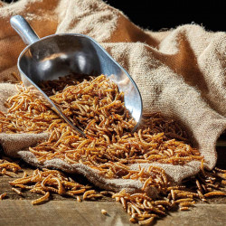 Meal Worms (bag) 200g