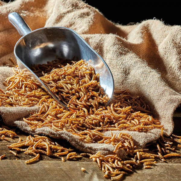 Buy Meal Worms (Bag) 200g Online - Green plants & flowering plants