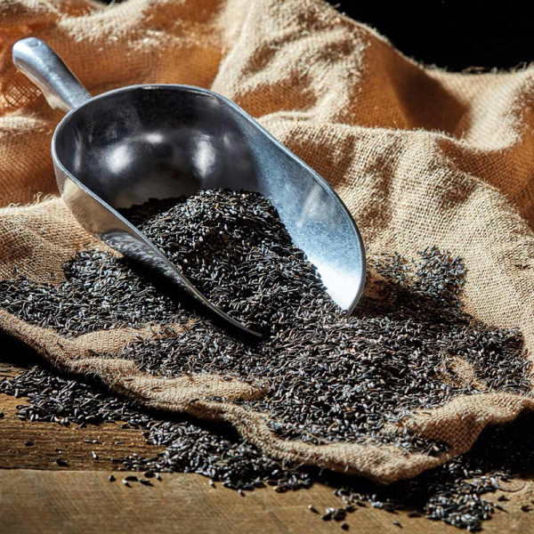 Buy Niger Seed (25.5kg) Online - Green plants & flowering plants