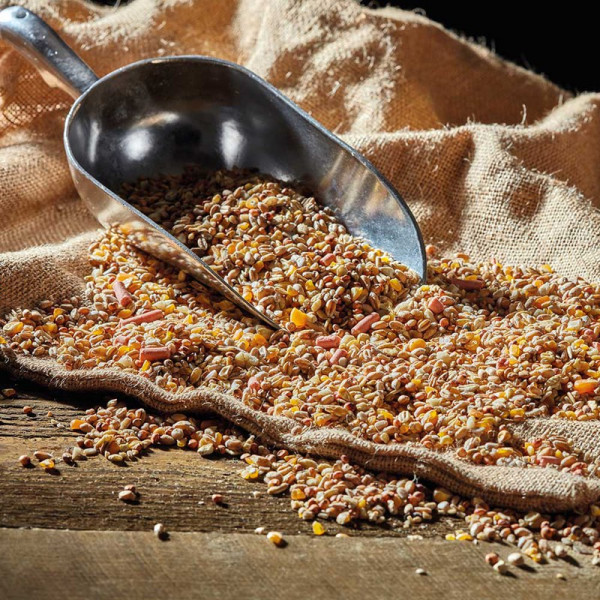 Buy Robin ; Songbird Wild Bird No Mess Seed Mix Online - Bird Feeders