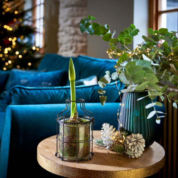 Buy Amaryllis Bulb in Metal Planter Online - Green plants & flowering plants Buy Amaryllis Bulb in Metal Planter Online - Green plants & flowering plants