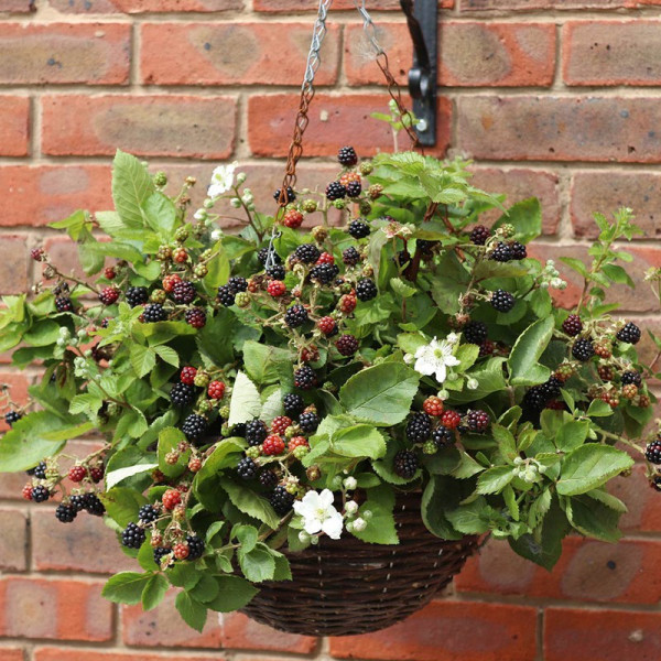Buy Blackberry Plant Coolaris Cascata Black Online - Fruit Trees & Bushes