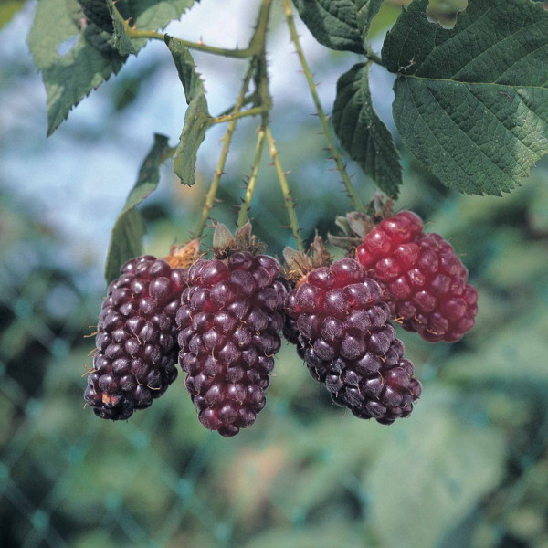 Buy Tayberry Plant Buckingham Online - Fruit Trees & Bushes Buy Tayberry Plant Buckingham Online - Fruit Trees & Bushes