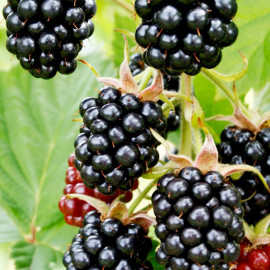 Blackberry Plant Chester