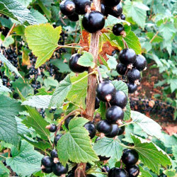Blackcurrant Plant Big Ben