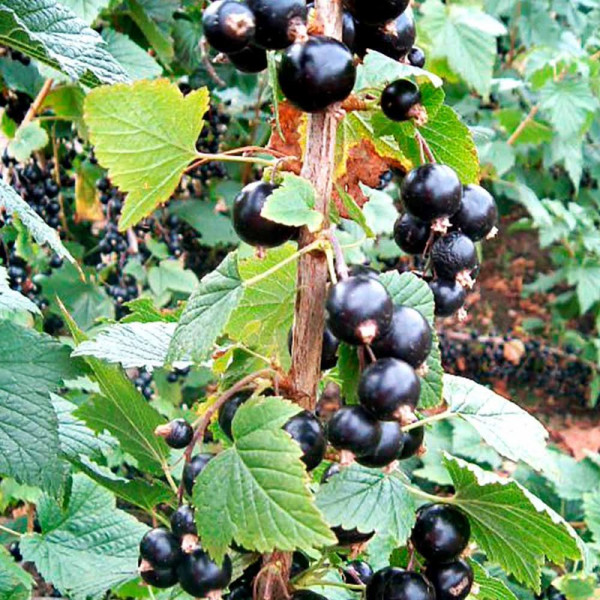 Buy Blackcurrant (Ribes) Big Ben Online - Fruit Trees & Bushes Buy Blackcurrant (Ribes) Big Ben Online - Fruit Trees & Bushes
