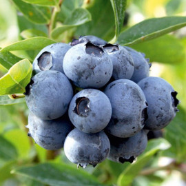 Blueberry Plant Duke