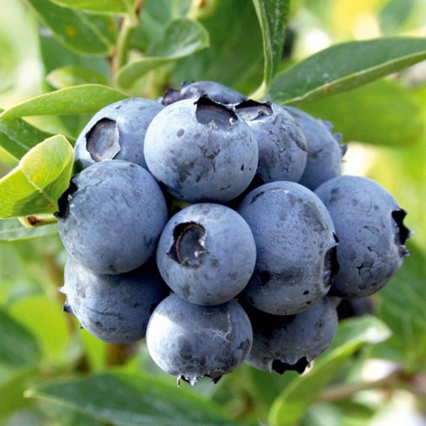 Buy Blueberry Plant Duke Online - Fruit Trees & Bushes Buy Blueberry Plant Duke Online - Fruit Trees & Bushes