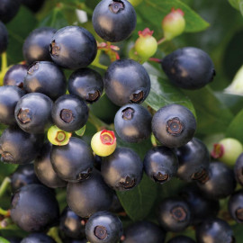 Blueberry (vaccinium) Berry Bux