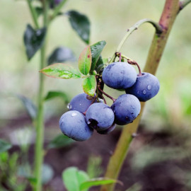 Blueberry Bluecrop