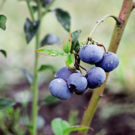 Blueberry (vaccinium) Bluecrop