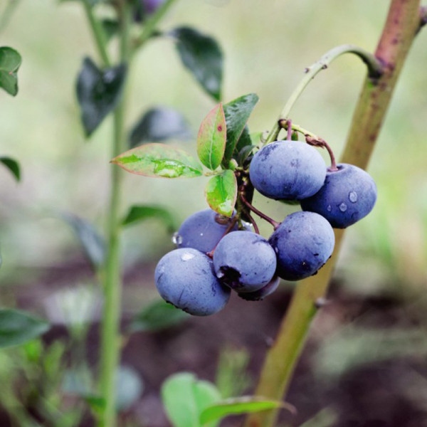 Buy Blueberry (Vaccinium) Bluecrop Online - Fruit Trees & Bushes