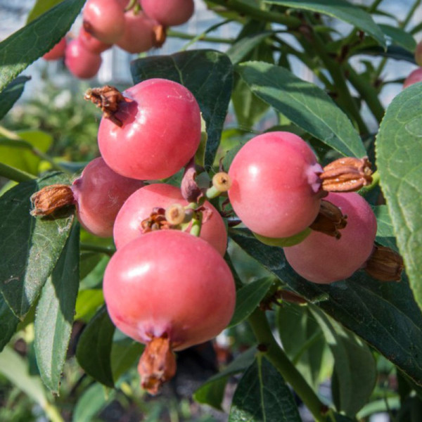 Buy Blueberry (Vaccinium) Pink Blueberry Online - Fruit Trees & Bushes