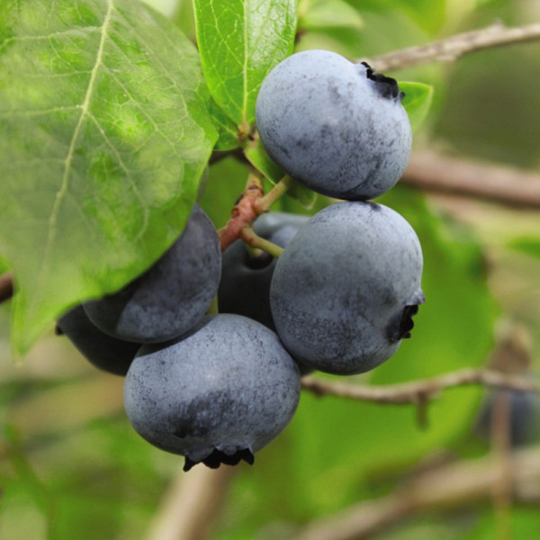 Buy Blueberry (Vaccinium) Brigitta Online - Fruit Trees & Bushes