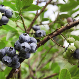 Blueberry (vaccinium) Earliblue