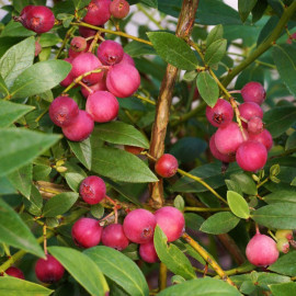 Blueberry (vaccinium) Pink Lemonade
