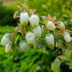 Blueberry (vaccinium) Spartan